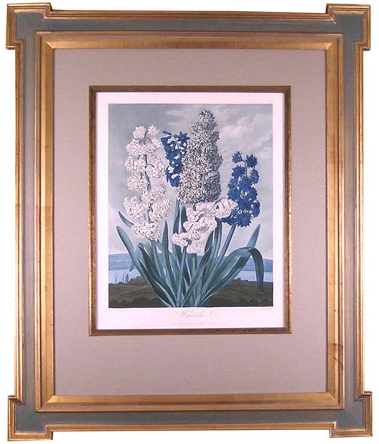 Hyacinths - Print by Dr. Robert John Thornton