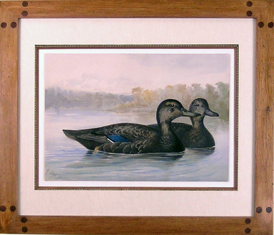 Black Duck - Print by Alexander Pope