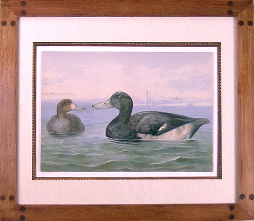 Scaup - Print by Alexander Pope