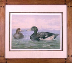 Scaup