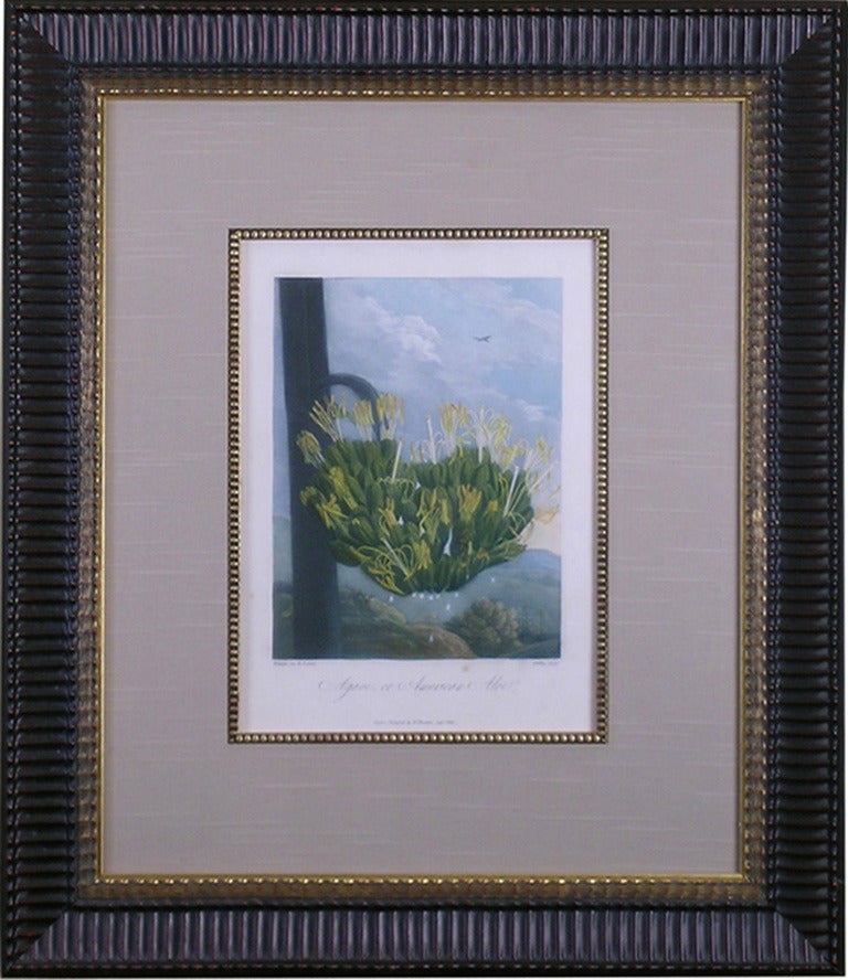 Agave or American Aloe - Print by Dr. Robert John Thornton