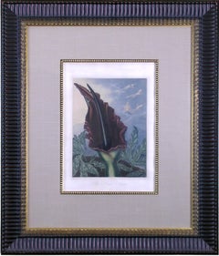 Arum dragon de mer