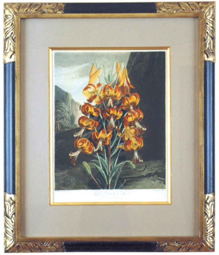 The Superb Lily - Print by Dr. Robert John Thornton