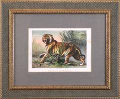 Plate VII.  Carnivora - Royal Bengal Tiger