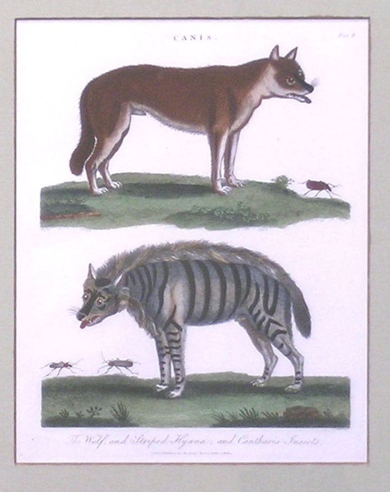 dingo vs hyena