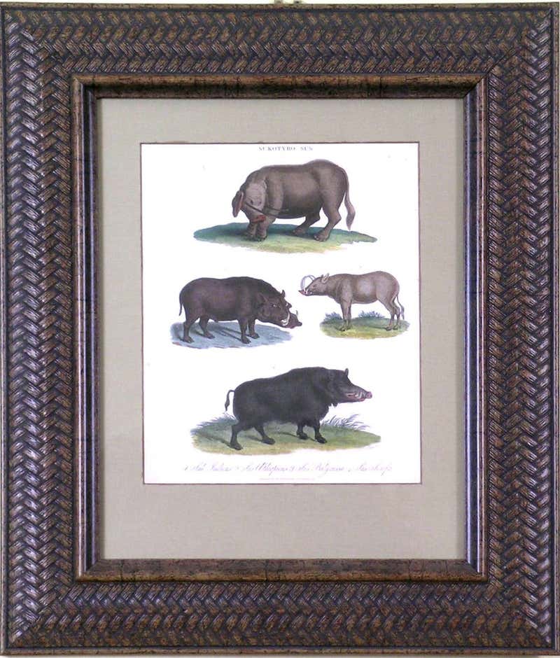 Dr. Robert John Thornton - Indian Reed (Cana) For Sale at 1stDibs ...