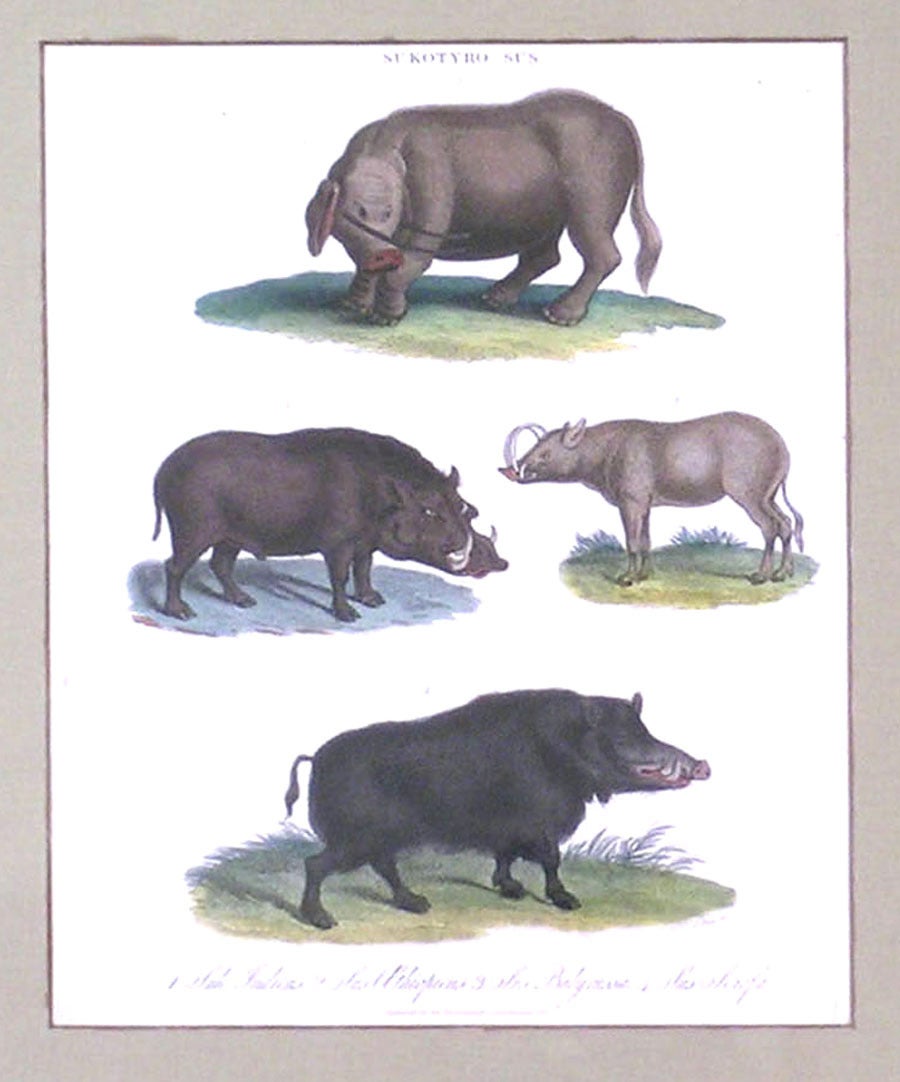 Sukotyro Sus  (Warthog) - Academic Print by John Wilkes