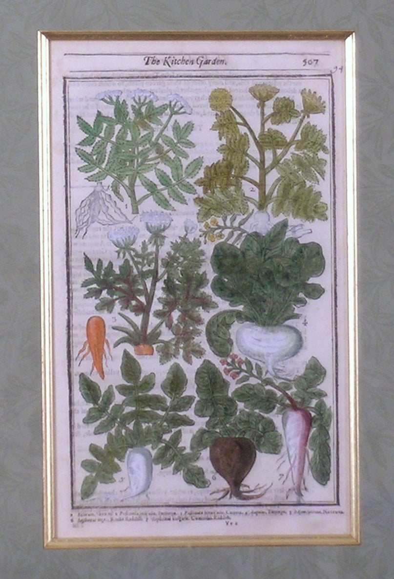 The Kitchen Garden 507 (Root Vegetables)