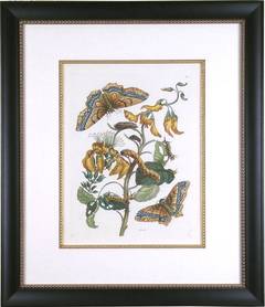 Plate IX. Palissade. (Butterfly)