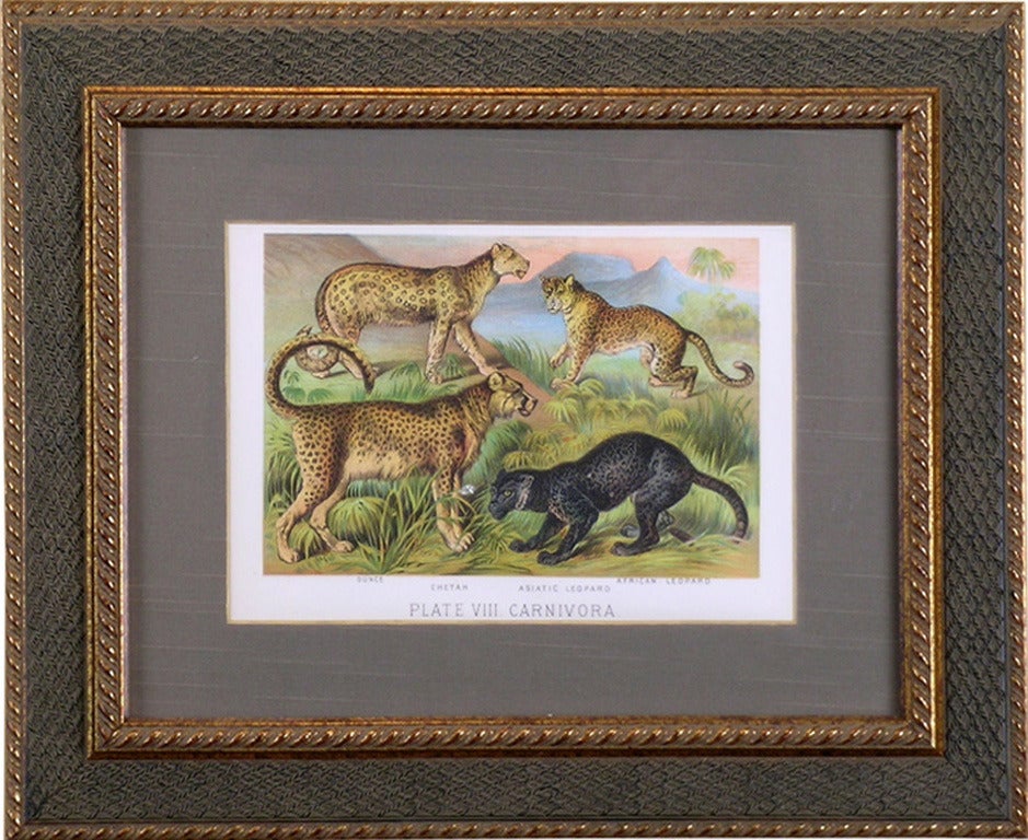 Pl. VIII  Ounce (Snow Leopard), Chetah, Asiatic Leopard, African Leopard - Print by Henry J. Johnson