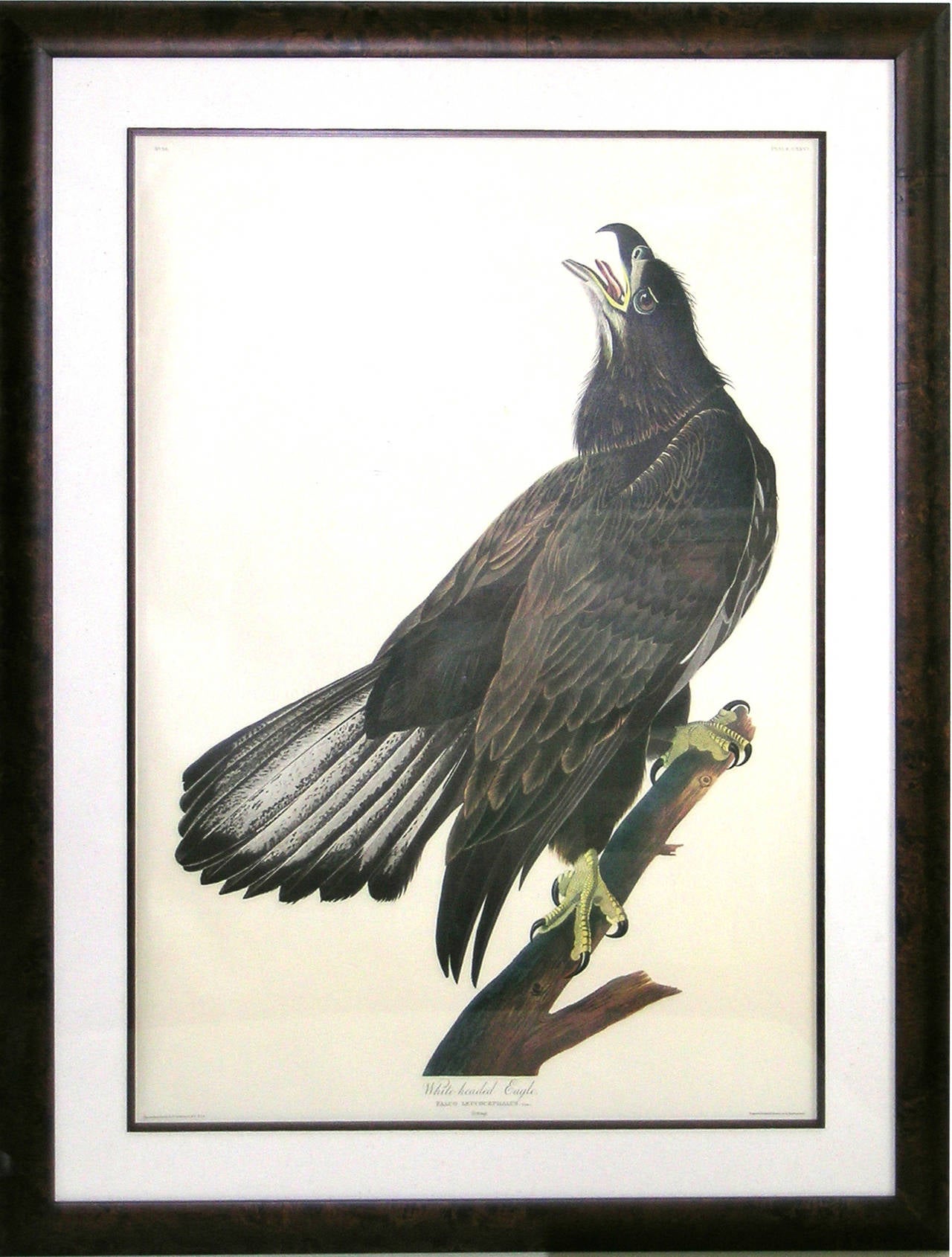 White Headed Eagle - Young (Bald Eagle) - Print by After John James Audubon