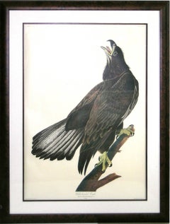 Vintage White Headed Eagle - Young (Bald Eagle)