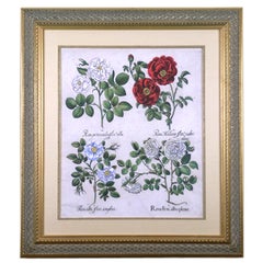 Antique Rosa (Roses)