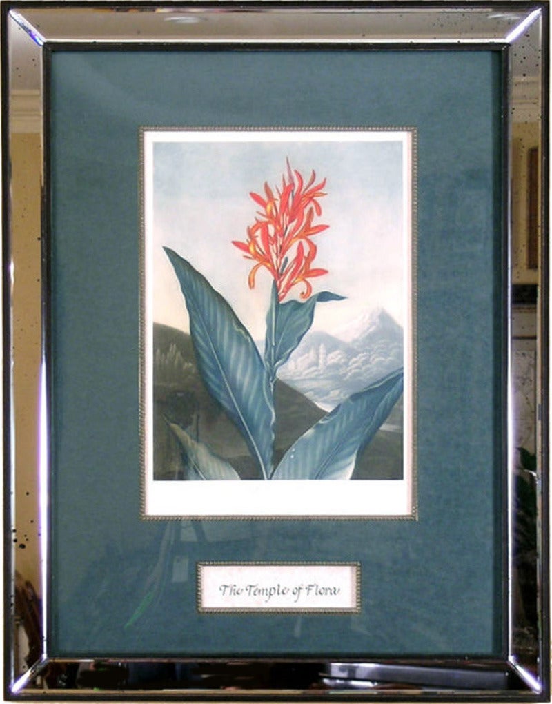 Indian Reed (Cana) - Print by Dr. Robert John Thornton