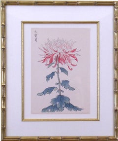 Chrysanthemum Pink