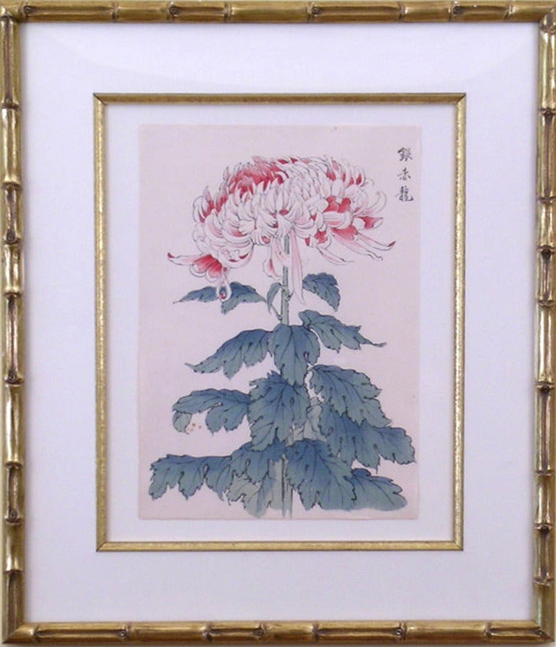 Chrysanthemum Pink & White - Print by Keika Hasegawa
