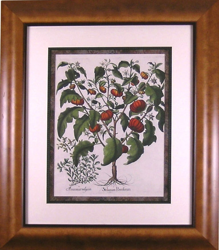 Solanum Pomiferum (Tomato) - Print by Basilius Besler