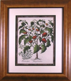 Solanum Pomiferum (Tomate)