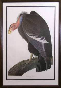Vintage California Turkey Vulture