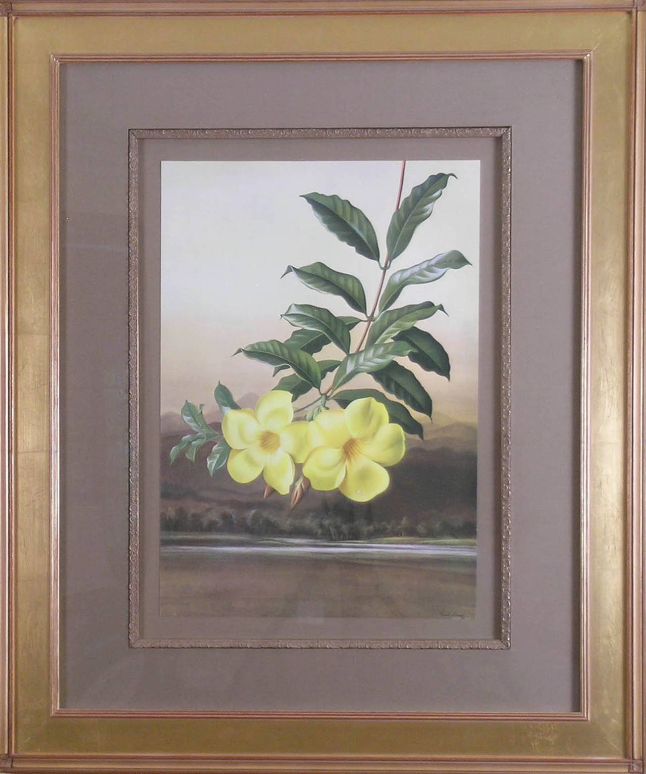 Alamanda.  (Golden Trumpet) - Print by Paul Jones b.1921