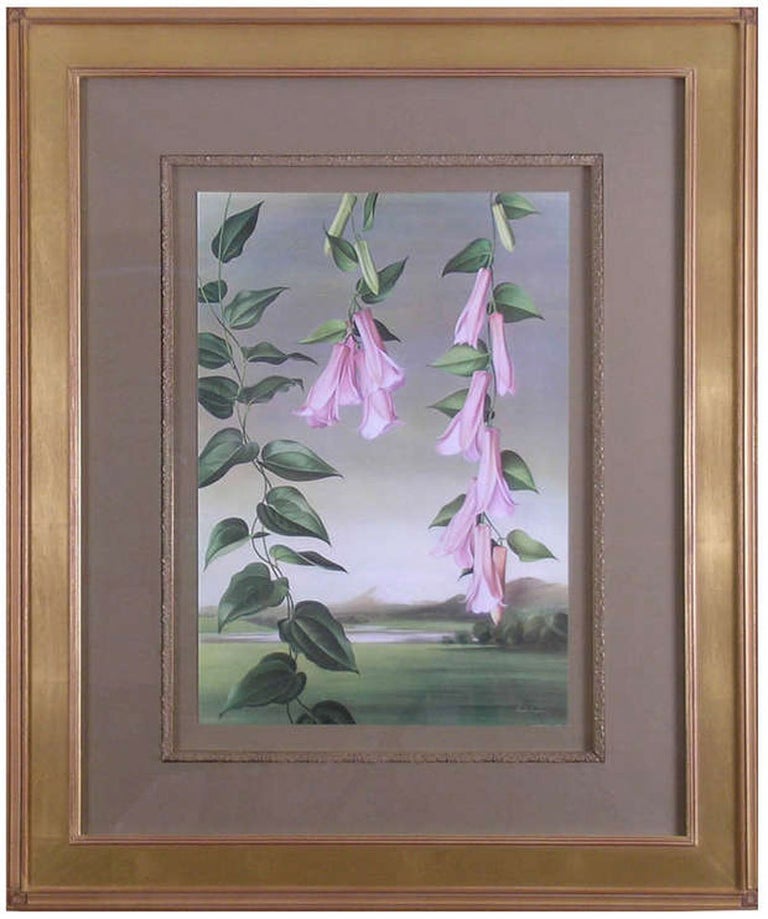 Paul Jones b.1921 Lapageria Rosea (Chilean Bellflower) For Sale at