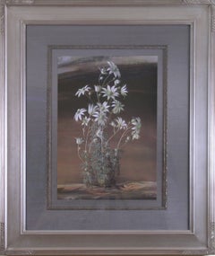 Vintage Actinotus Helianthii. (Flannel Flower. Australia.)