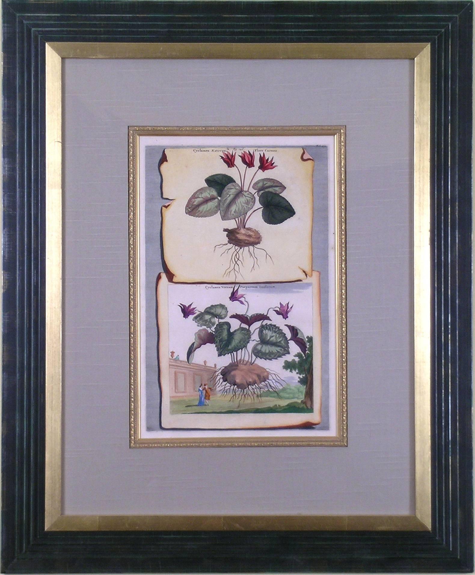 Abraham Munting Still-Life Print - Cyclamen (Purple)