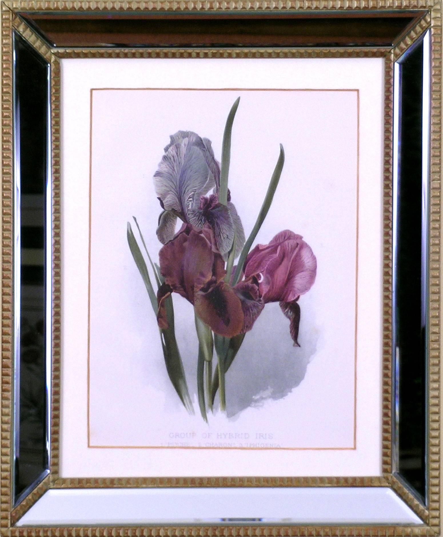 Henry George Moon Still-Life Print - Hybrid Iris