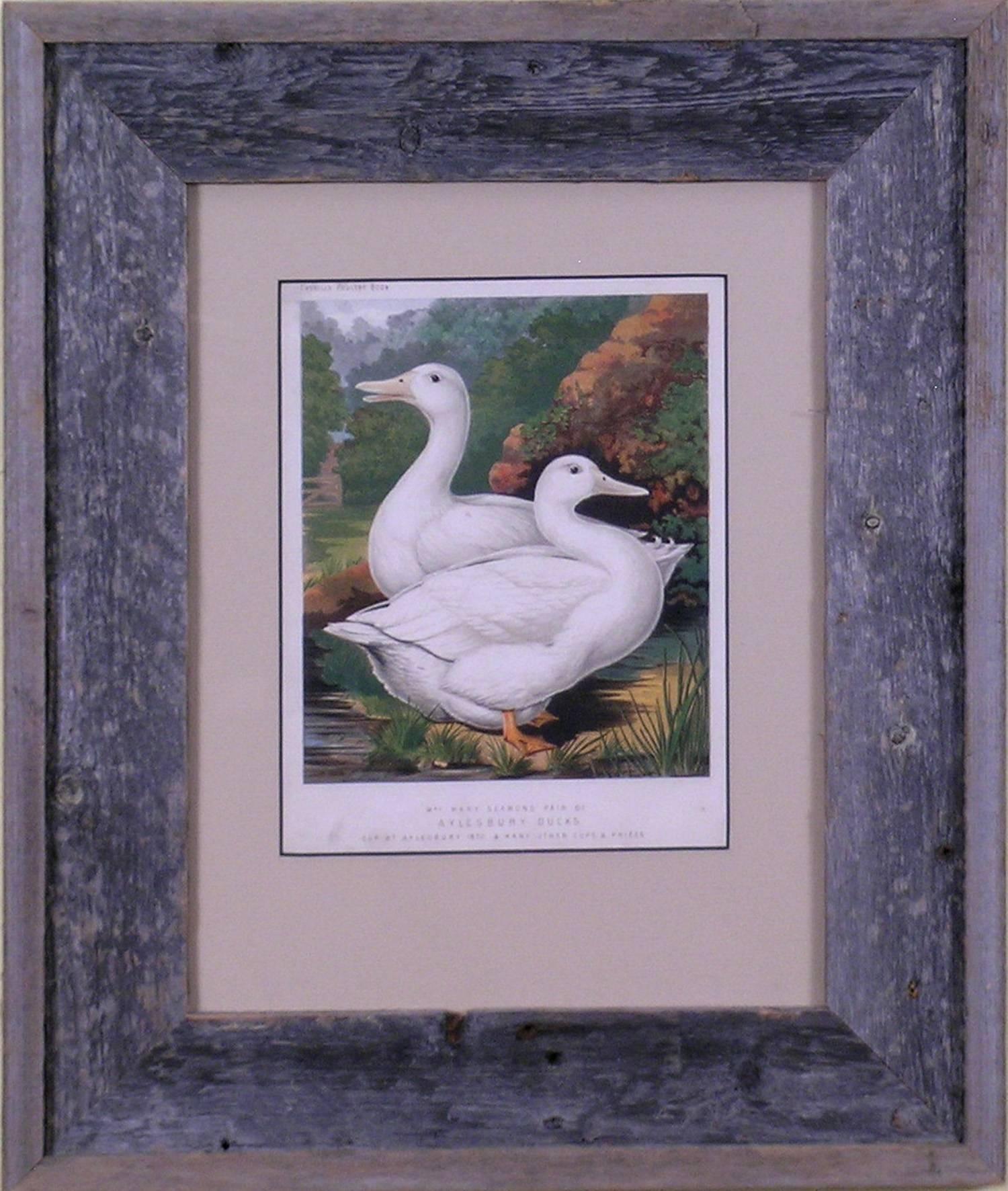 Aylesbury Ducks - Print by J.W. Ludlow