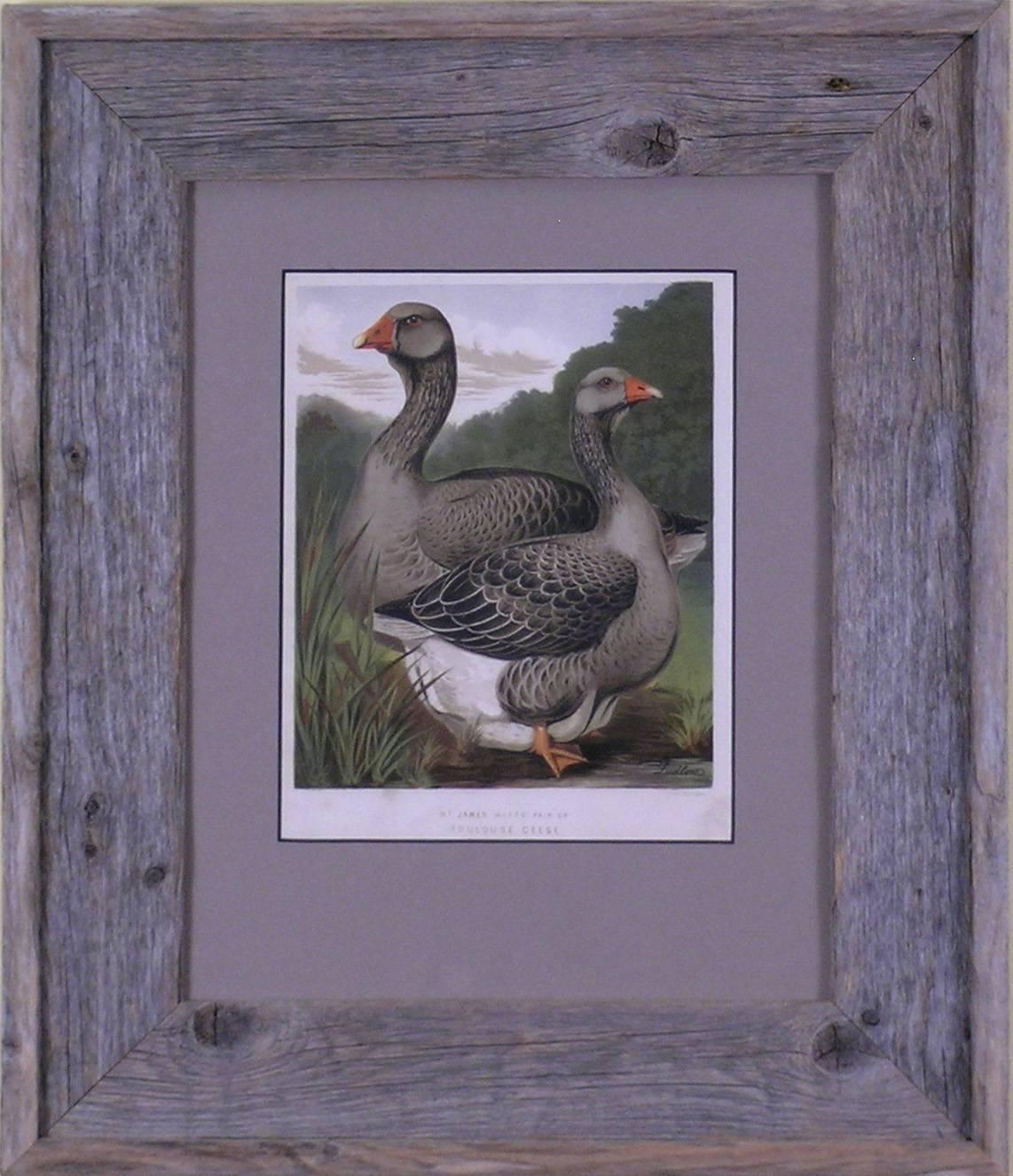 Toulouse Geese - Print by J.W. Ludlow