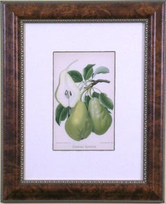 Antique Grumkower Butterbirn (Pear)