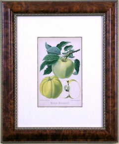 Antique Grumkower Butterbirn (Apple)