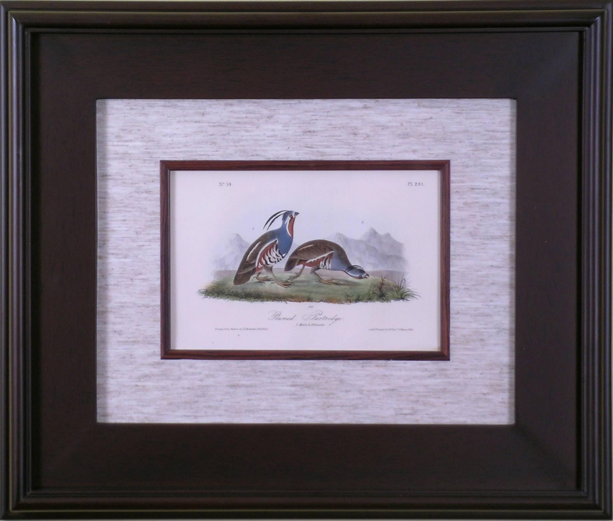 Plumed Partridge - Print by John James Audubon
