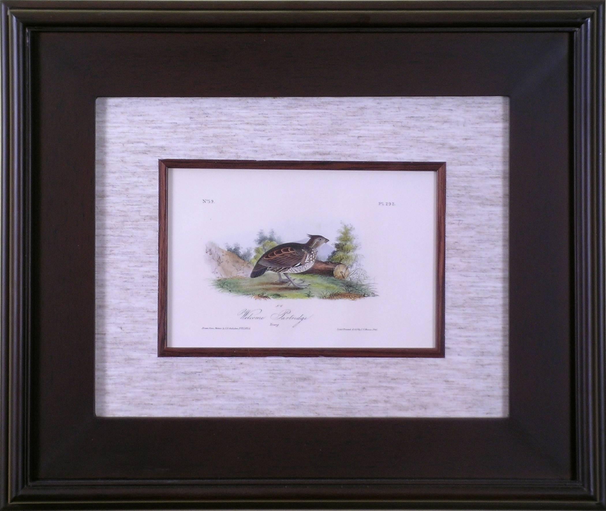 Welcome Partridge - Print by John James Audubon