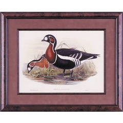 Bernicla rufficollis... (Red Breasted Goose) 3