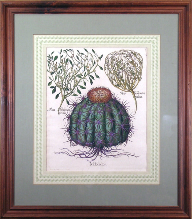 Melocactos Melocactus (Cactus) - Print by Basilius Besler