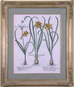 Narcissus Septeptrionali  Daffodil