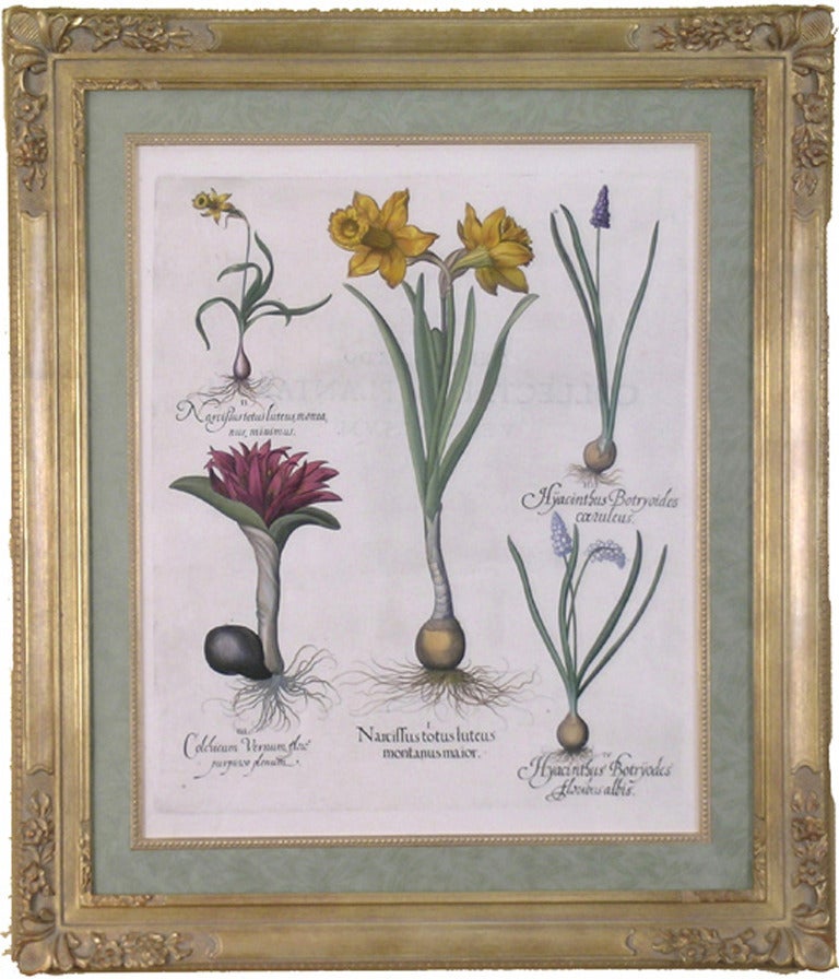 Narcissus totos luteus  (Daffodil) - Print by Basilius Besler