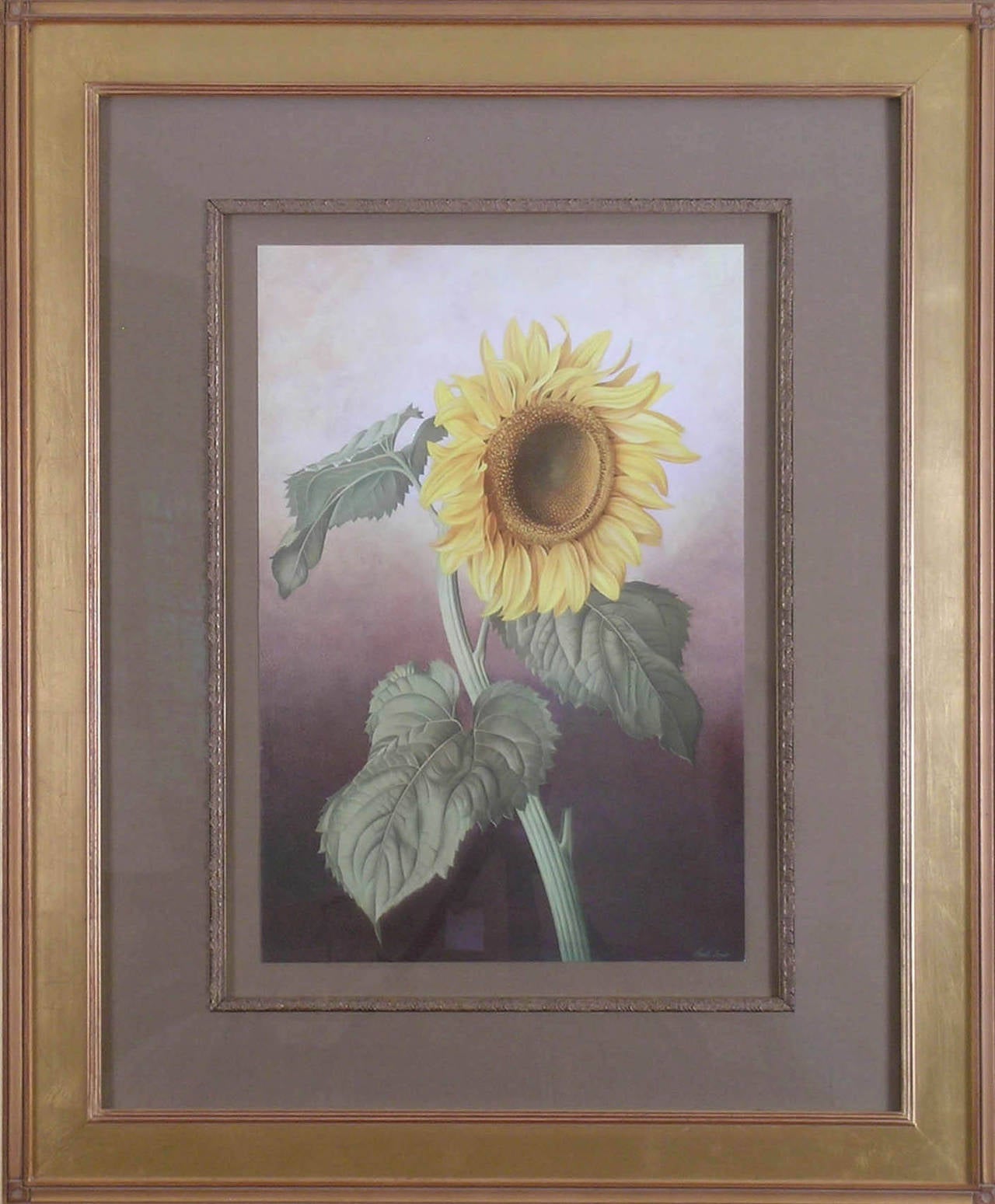 Sunflower (Healianthus Annus) - Print by Paul Jones b.1921