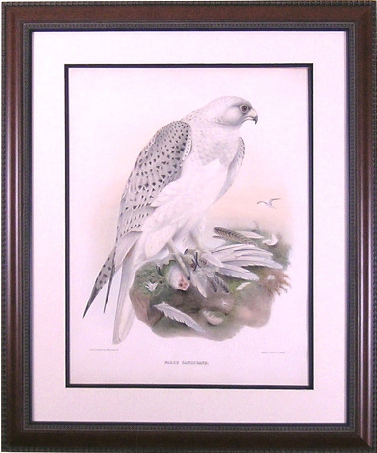Falco Candicans  (Falcon) - Print by Prideaux John Selby