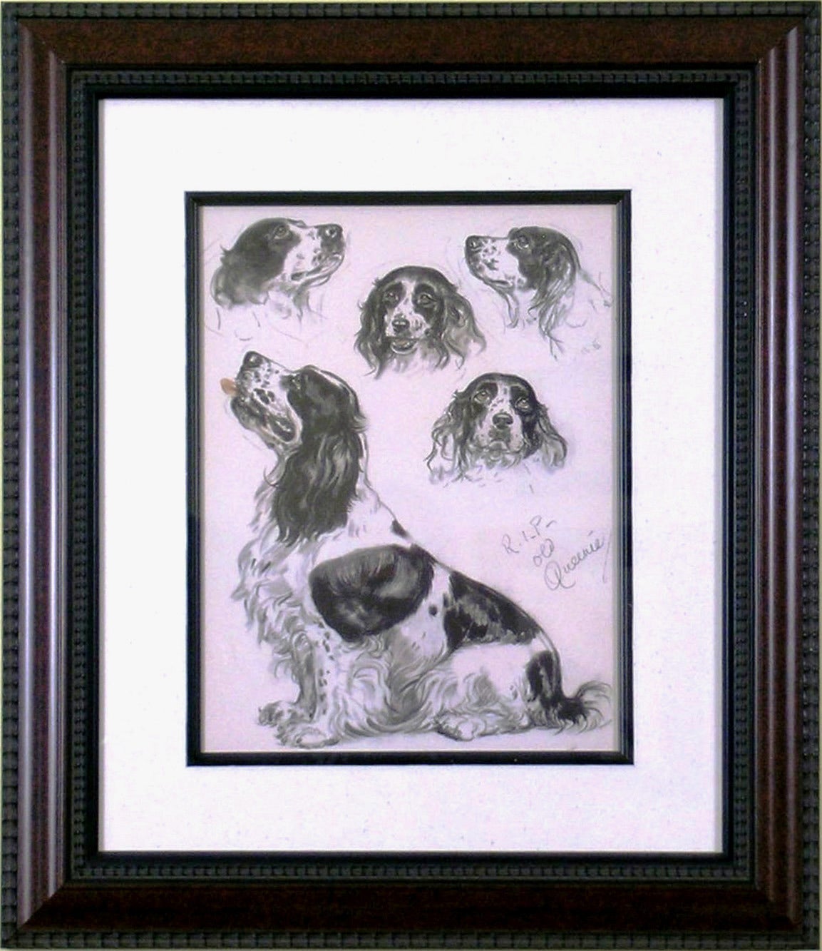 English Springer Spaniel - Print by Diana Thorne