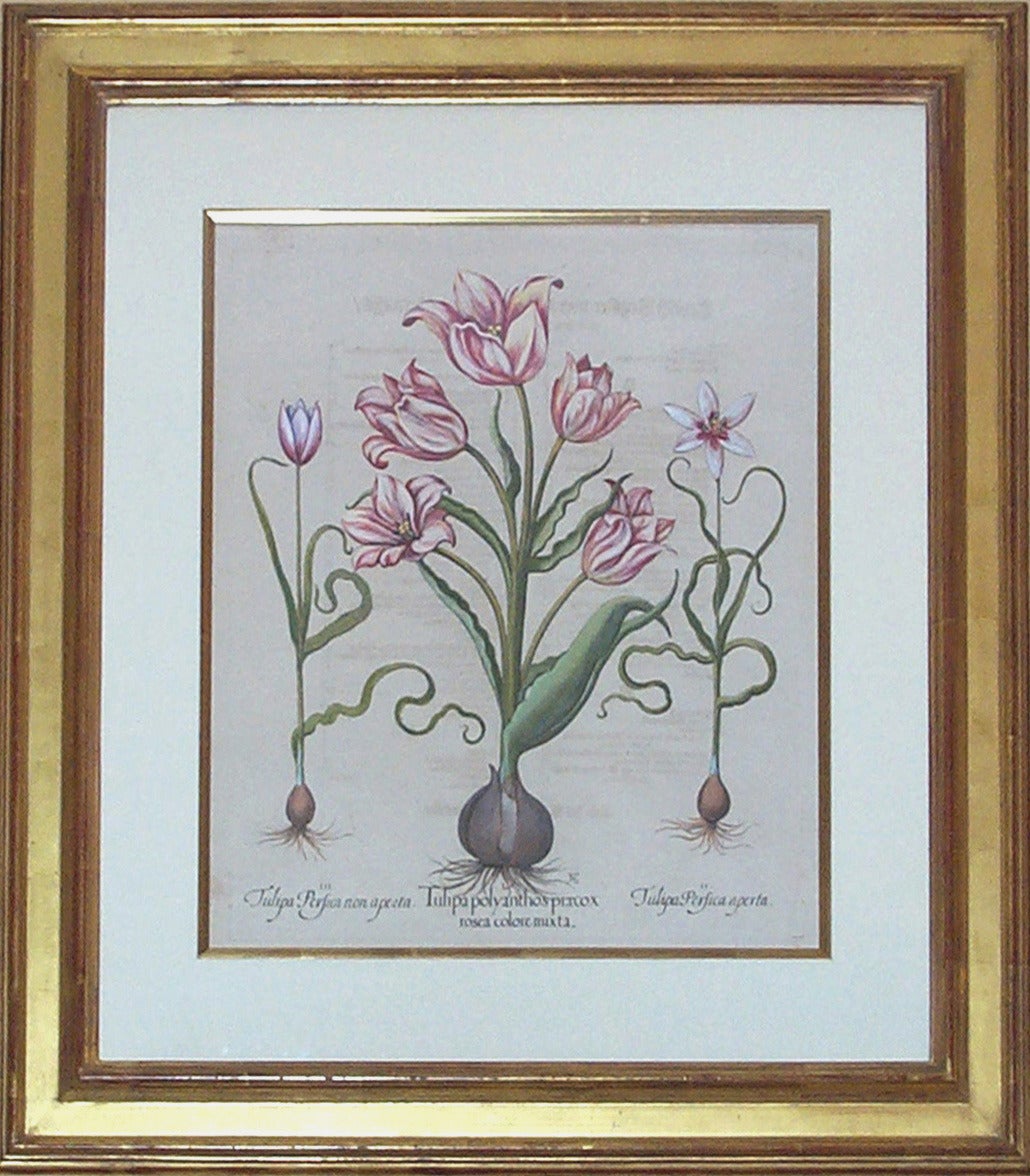 Tulipa Polyanthos - Print by Basilius Besler
