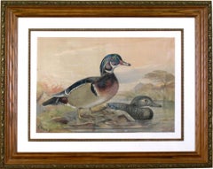 Antique Wood Duck