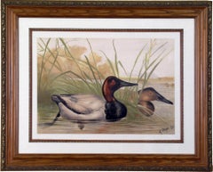 Antique Canvasback Duck