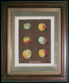 Antique Plate 88.  Apples.