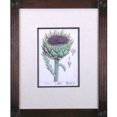Cinara. Artichoke. 1