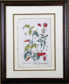 Piper Indicum.  Spanish Pepper.