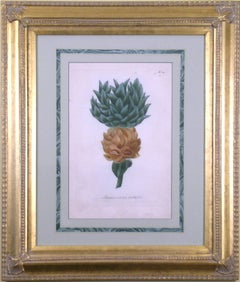 Antique Ananas Corona Multiplici