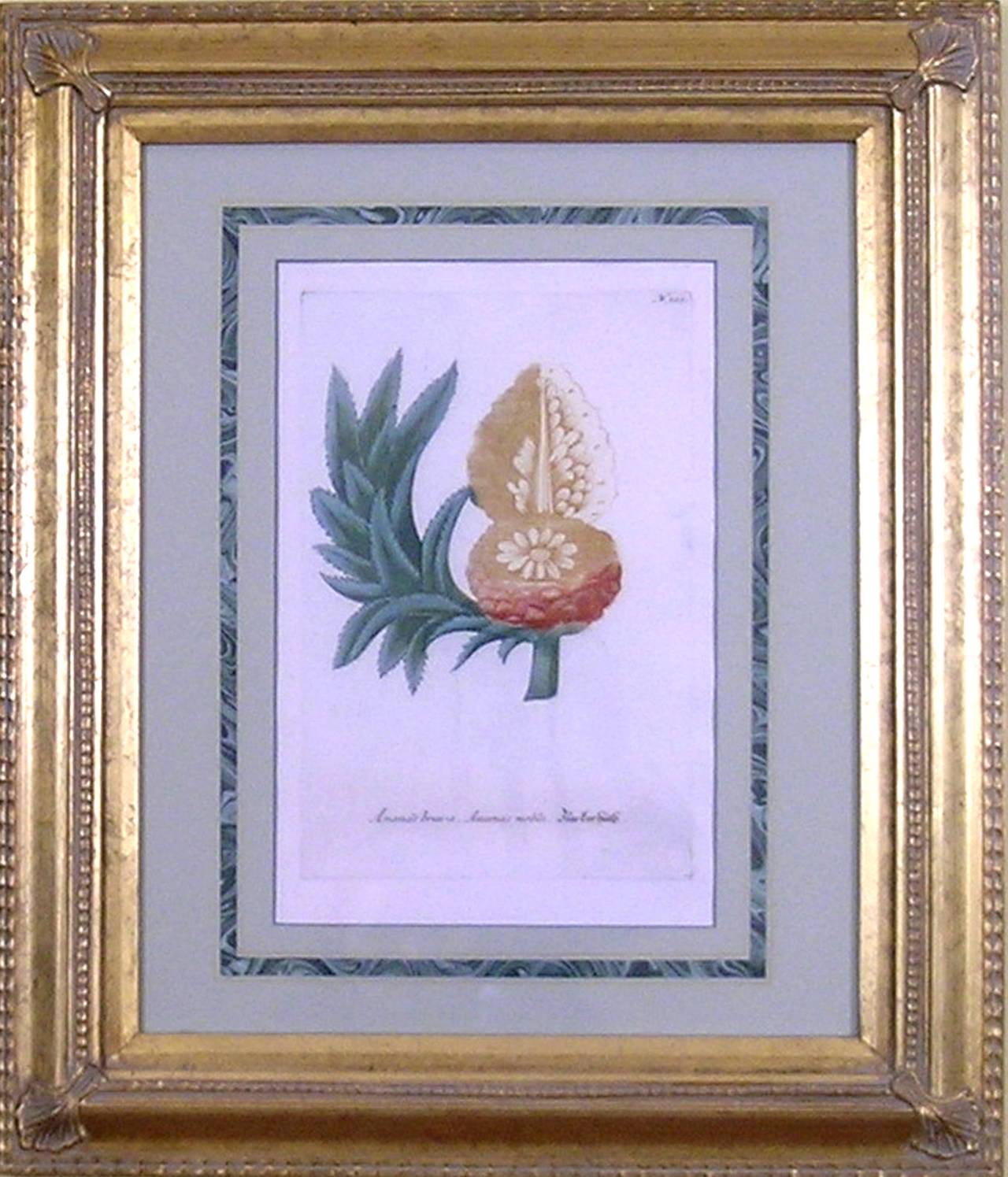 Ananas Brava.  Ananas Noblis - Print by Johann Wilhelm Weinmann