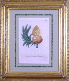 Antique Ananas Brava.  Ananas Noblis